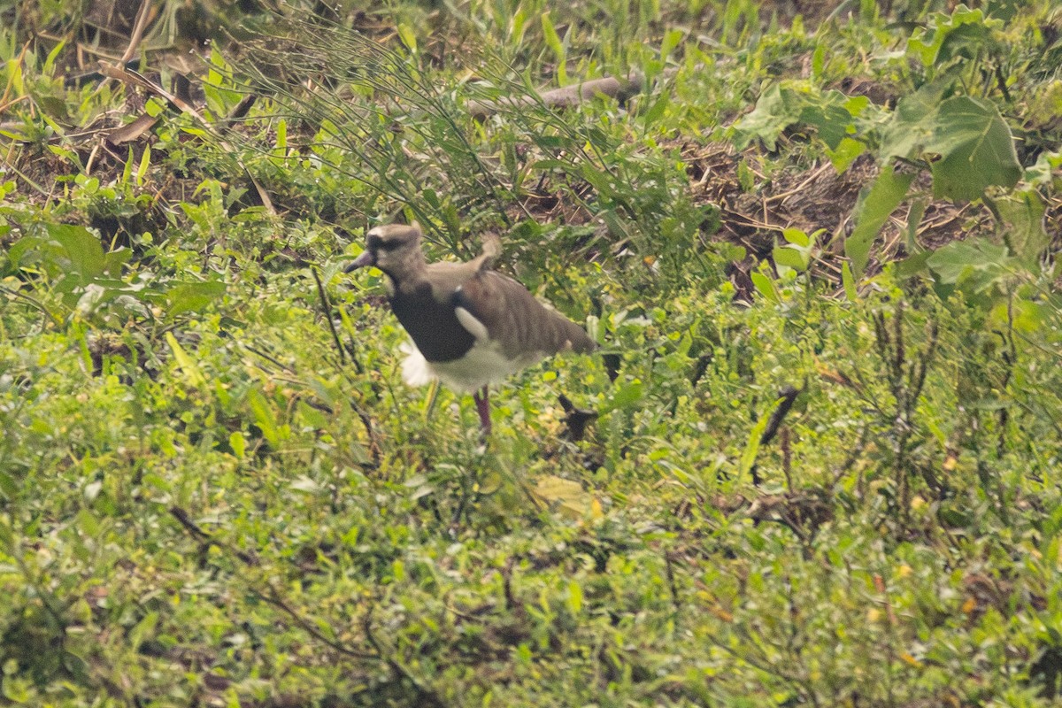 Southern Lapwing - ML627285596