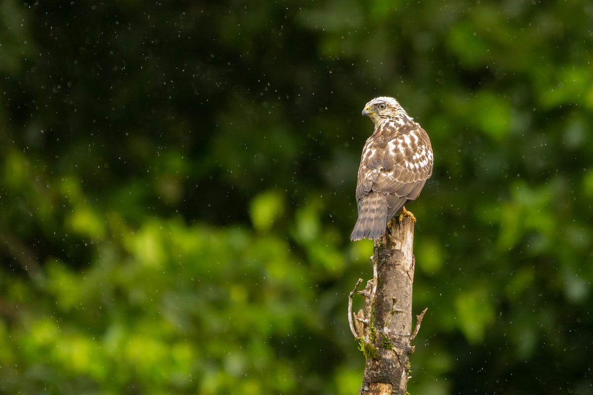 Broad-winged Hawk - ML627285631