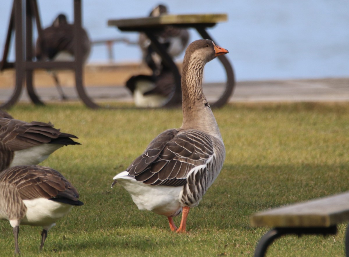 Graylag Goose - ML627285719
