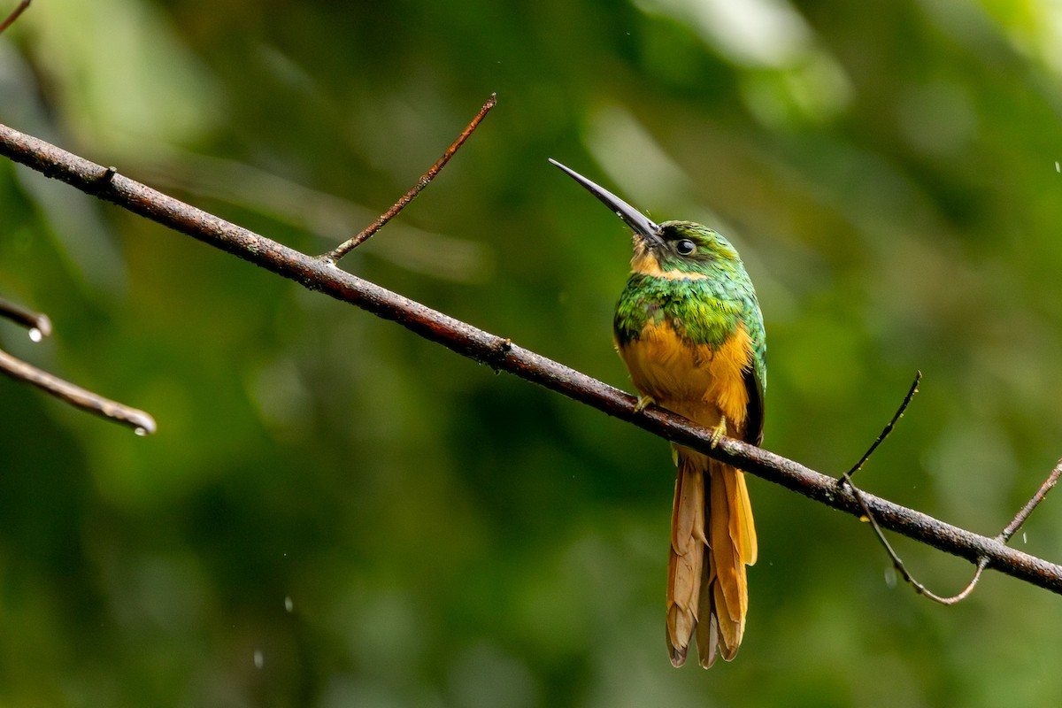 Rufous-tailed Jacamar - ML627285734