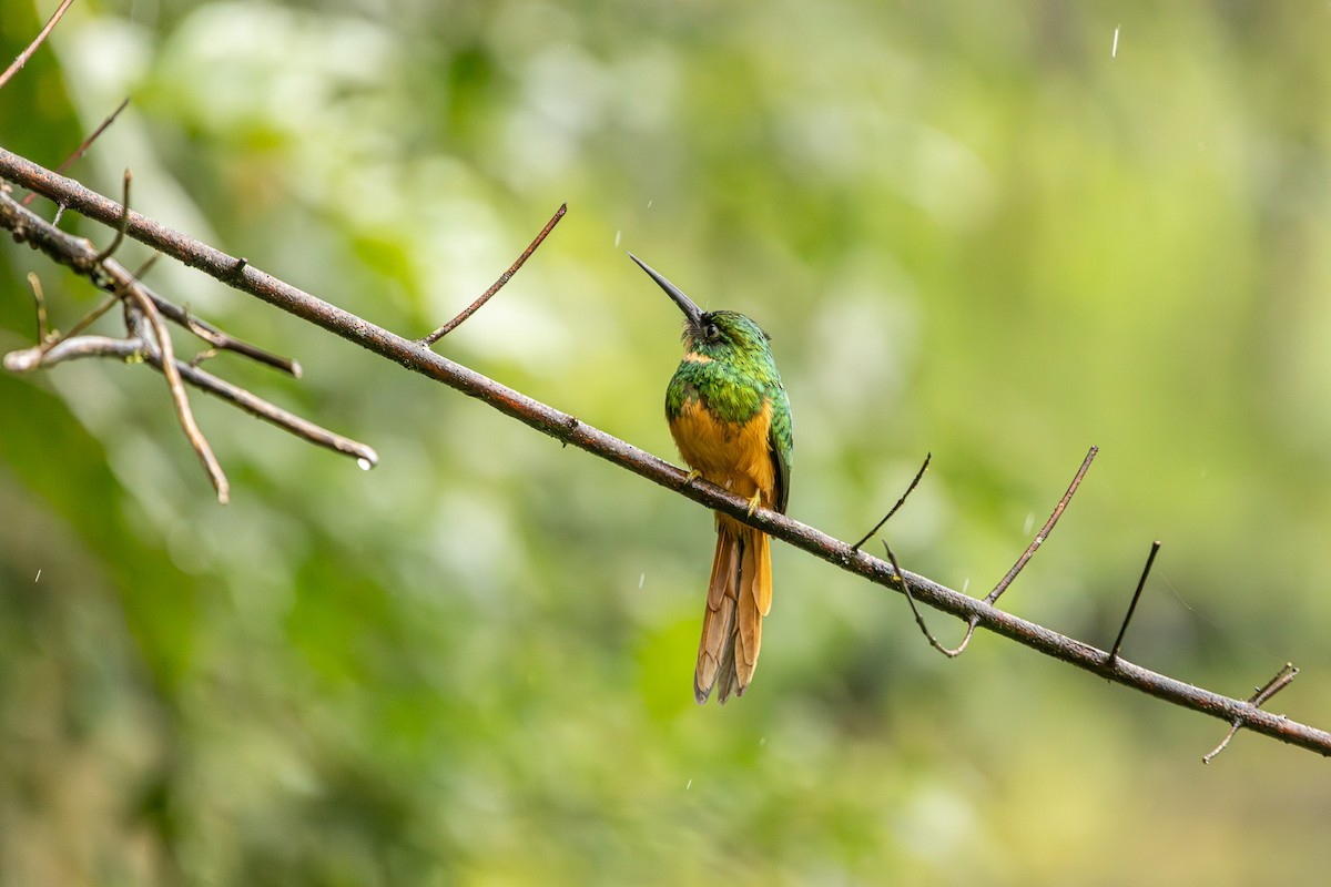 Rufous-tailed Jacamar - ML627285735