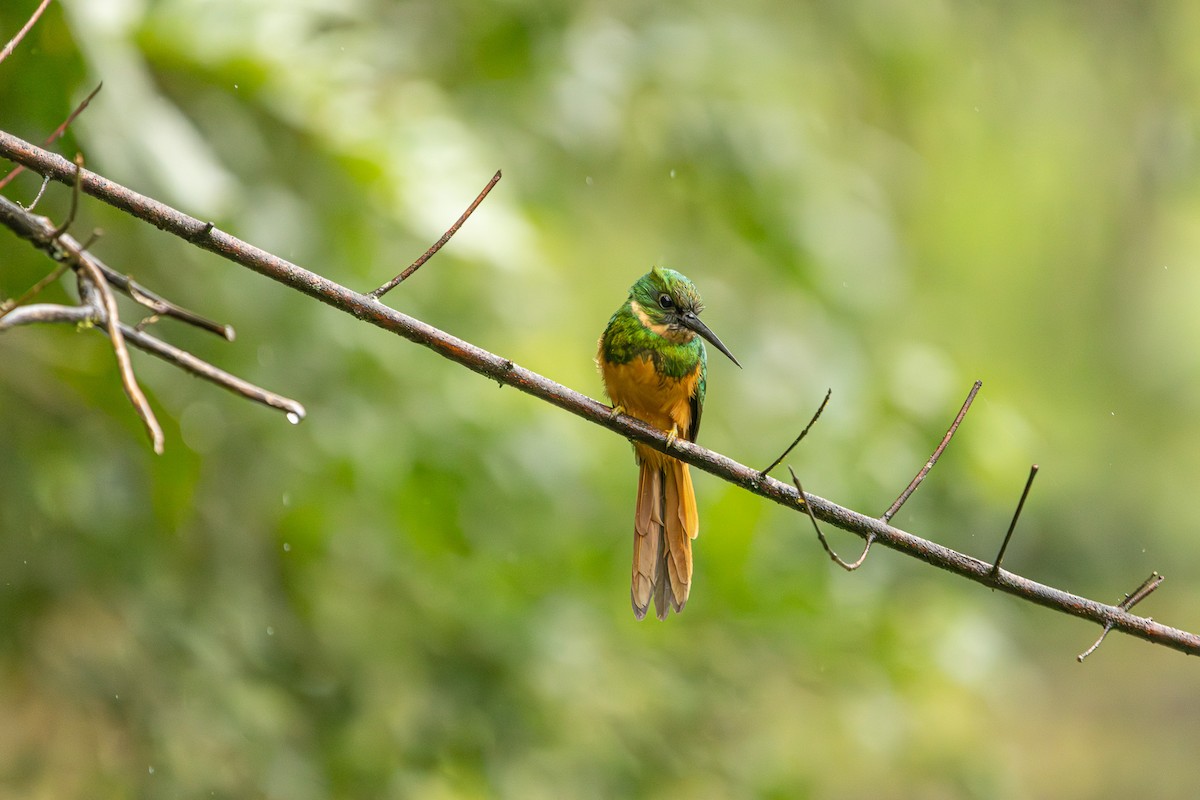 Rufous-tailed Jacamar - ML627285736