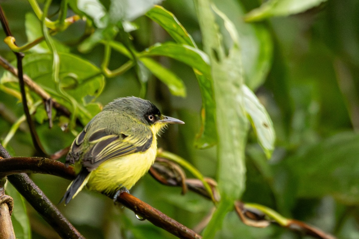 Common Tody-Flycatcher - ML627285914