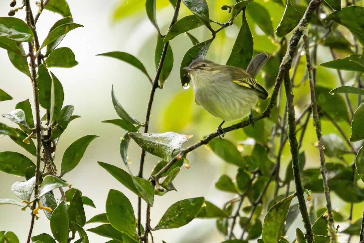 Mistletoe Tyrannulet - ML627285976