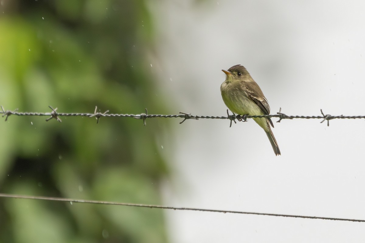 Northern Tropical Pewee - ML627285984