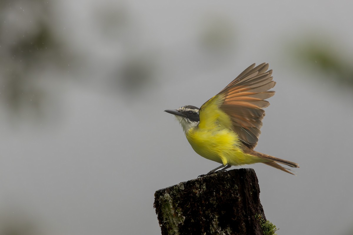 Great Kiskadee - ML627286010