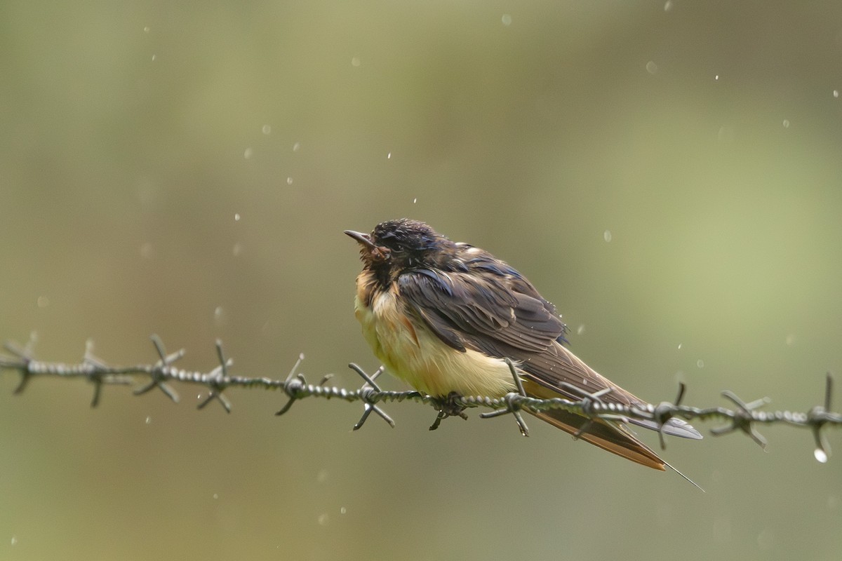 Barn Swallow - ML627286106