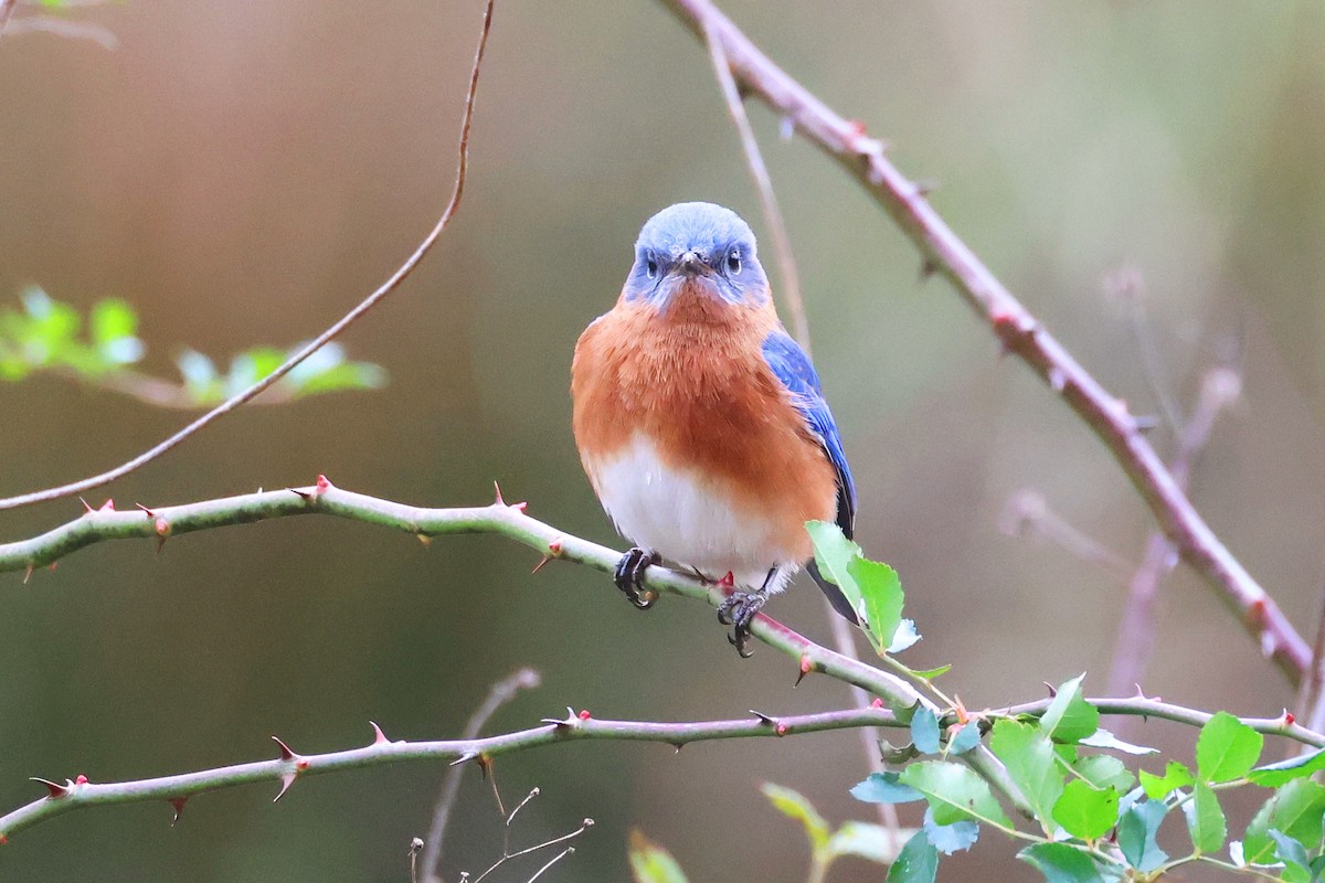 Eastern Bluebird - ML627286118
