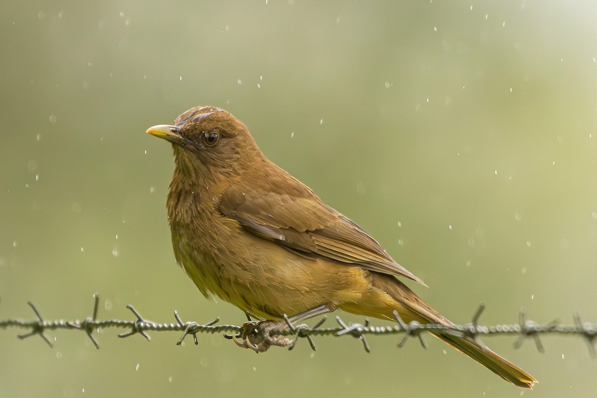 Clay-colored Thrush - ML627286122