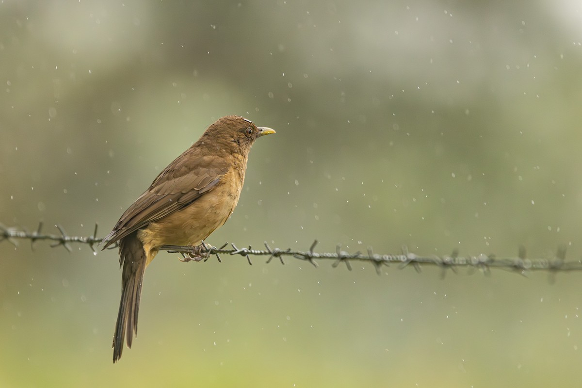 Clay-colored Thrush - ML627286123