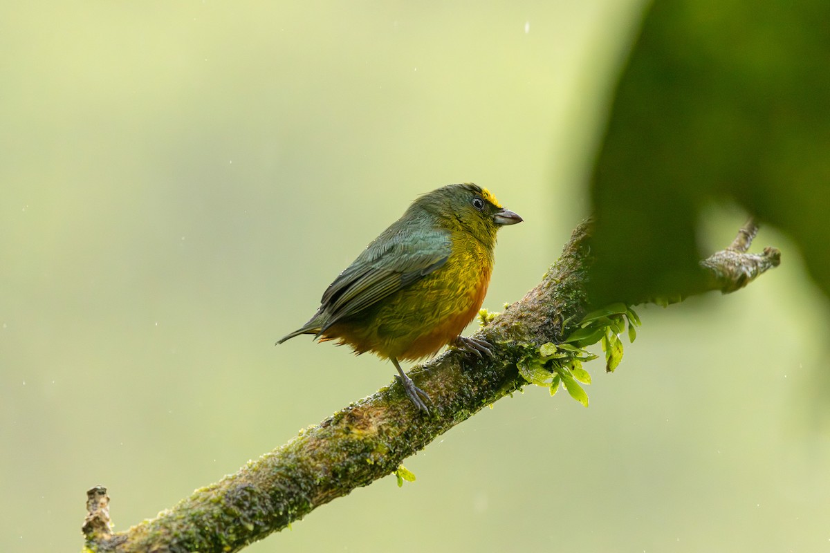 Olive-backed Euphonia - ML627286146