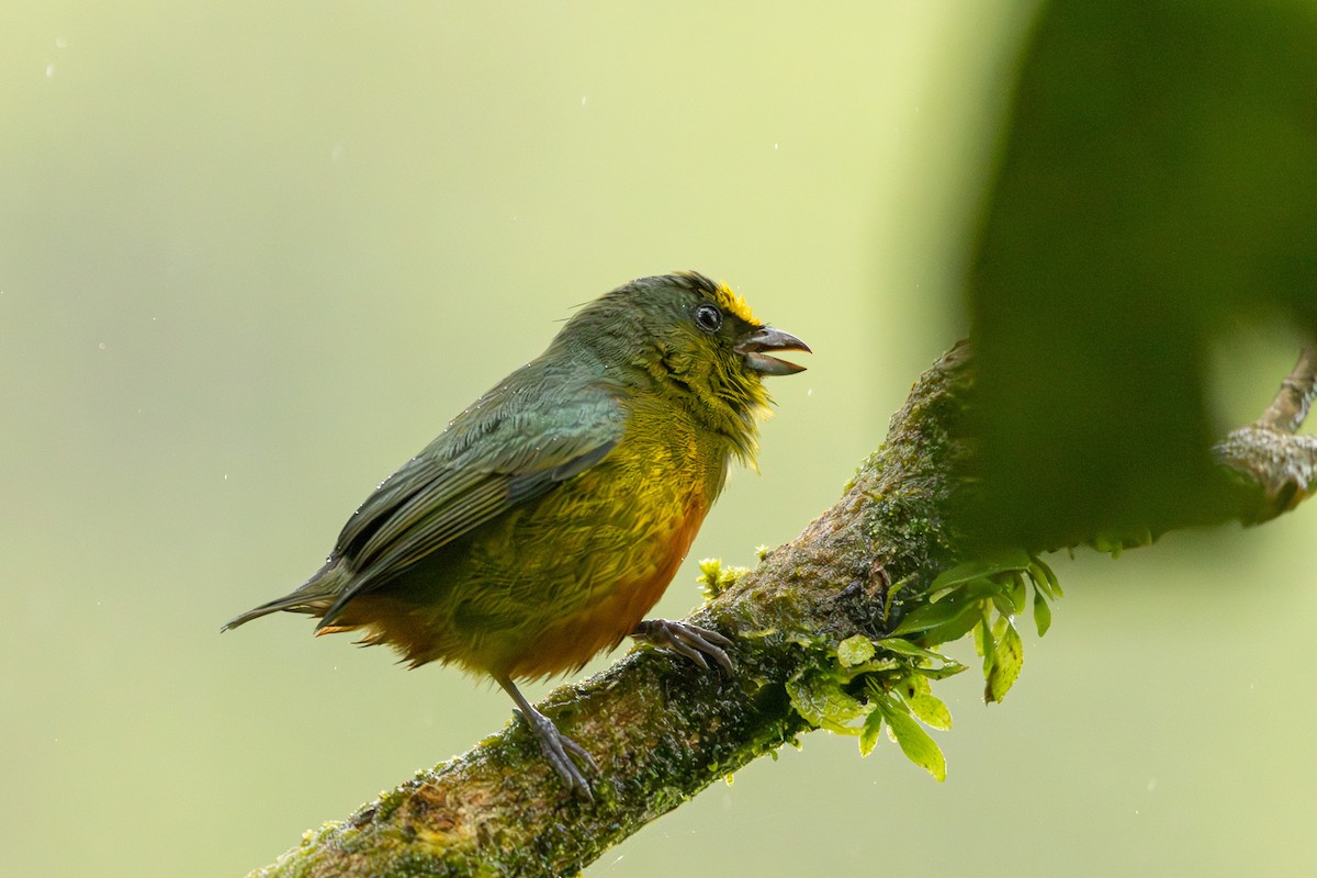 Olive-backed Euphonia - ML627286172