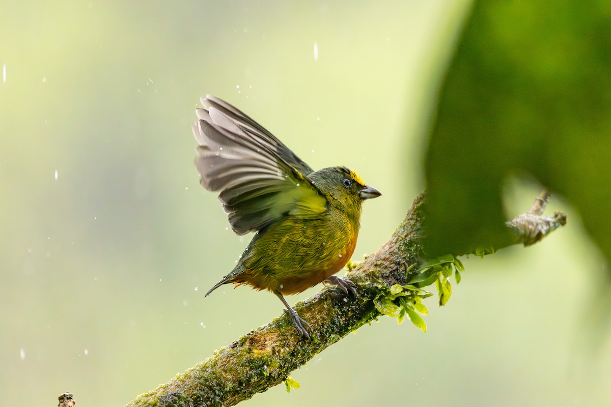 Olive-backed Euphonia - ML627286173