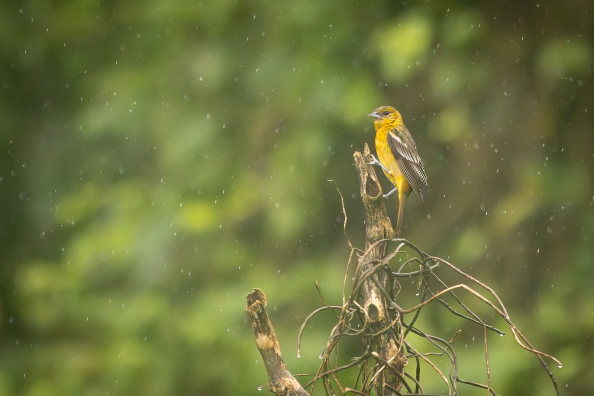 Baltimore Oriole - ML627286200