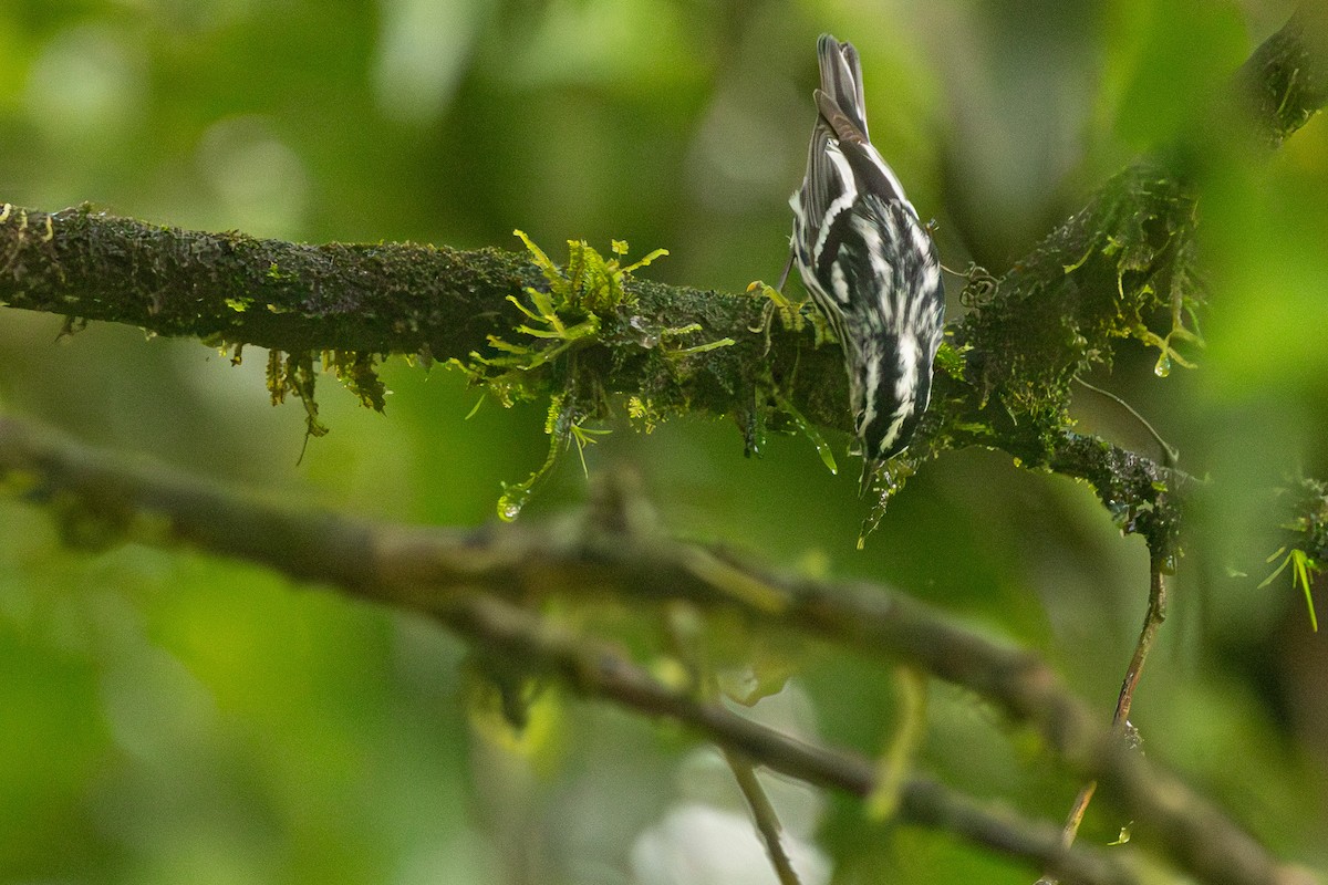 Black-and-white Warbler - ML627286220