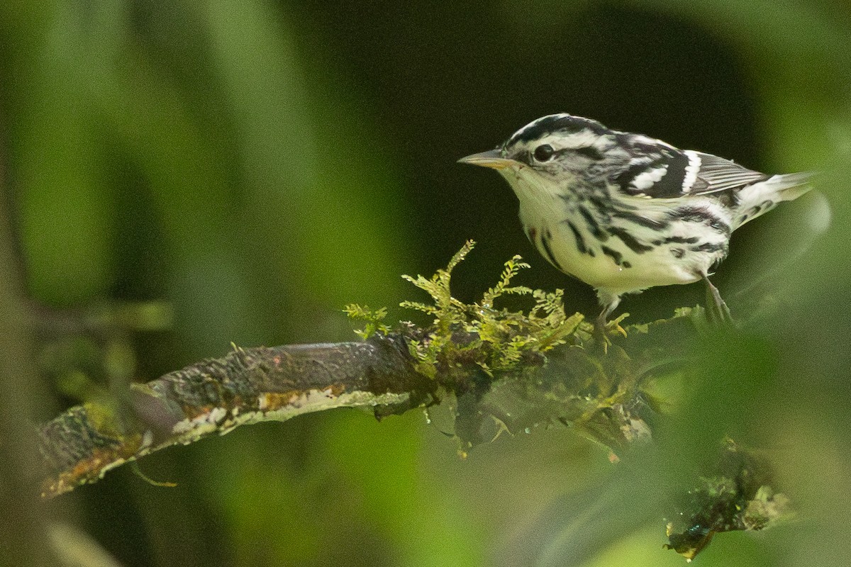 Black-and-white Warbler - ML627286230