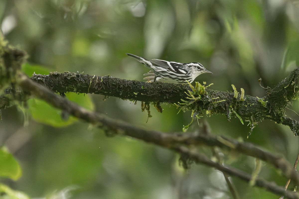 Black-and-white Warbler - ML627286231