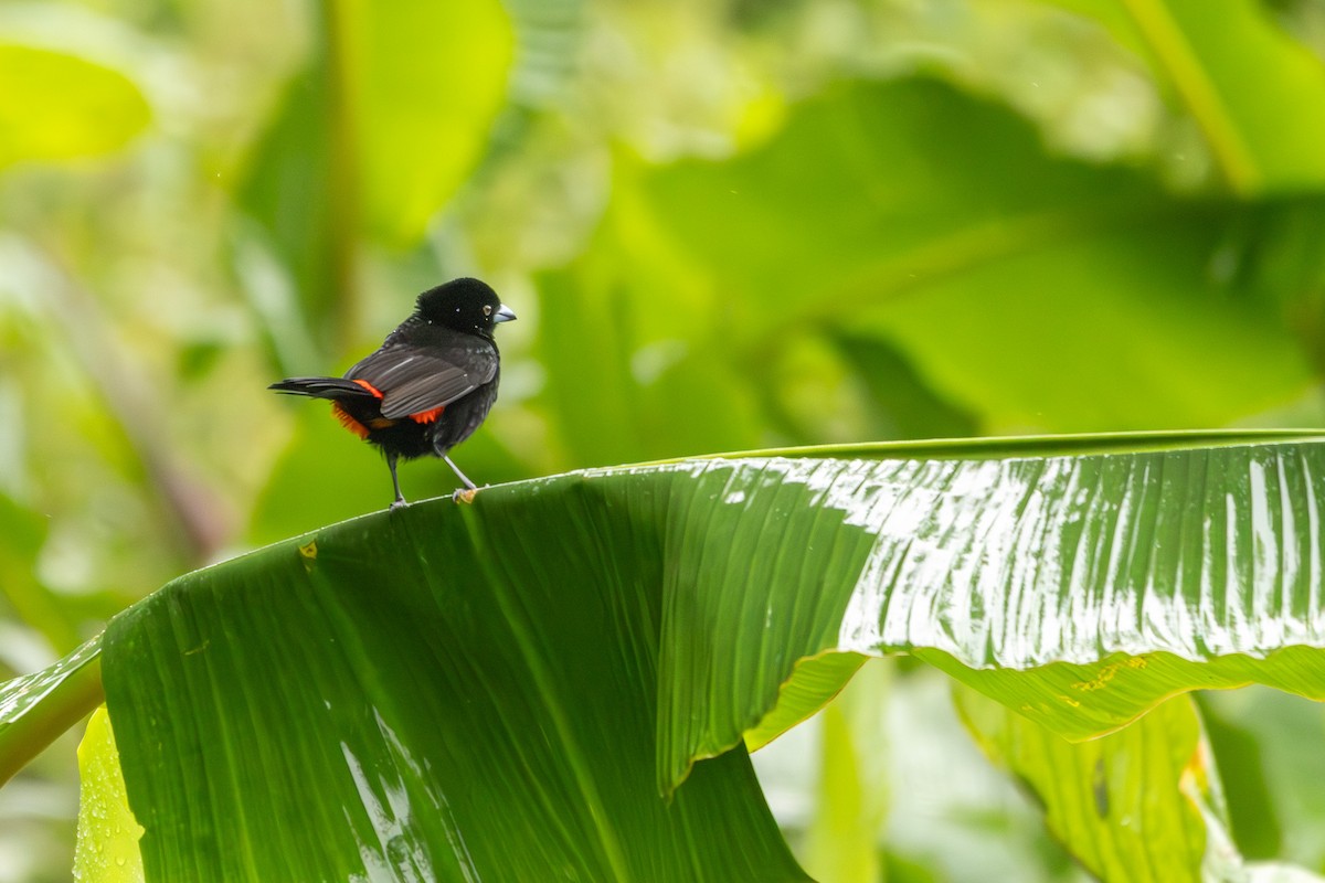 Scarlet-rumped Tanager - ML627286255