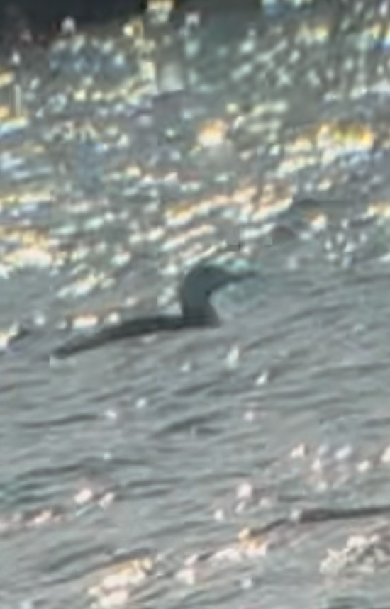 Red-throated Loon - ML627286277