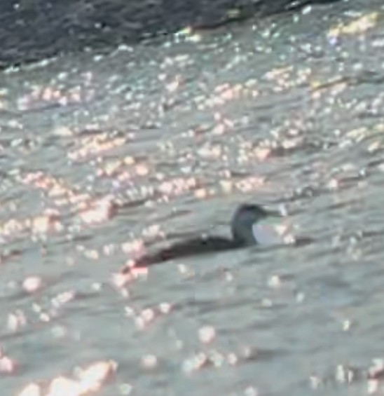 Red-throated Loon - ML627286278