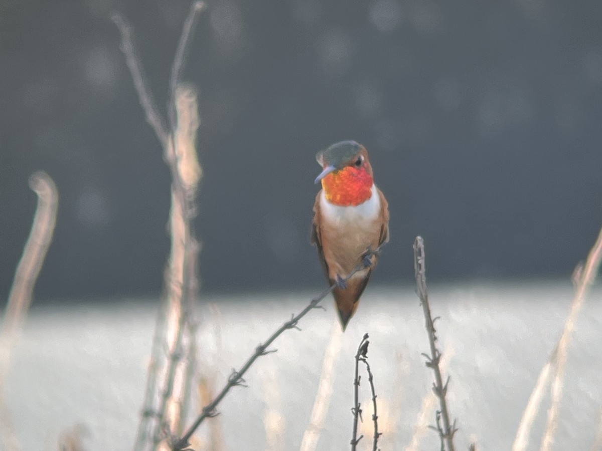 Allen's Hummingbird - ML627286298