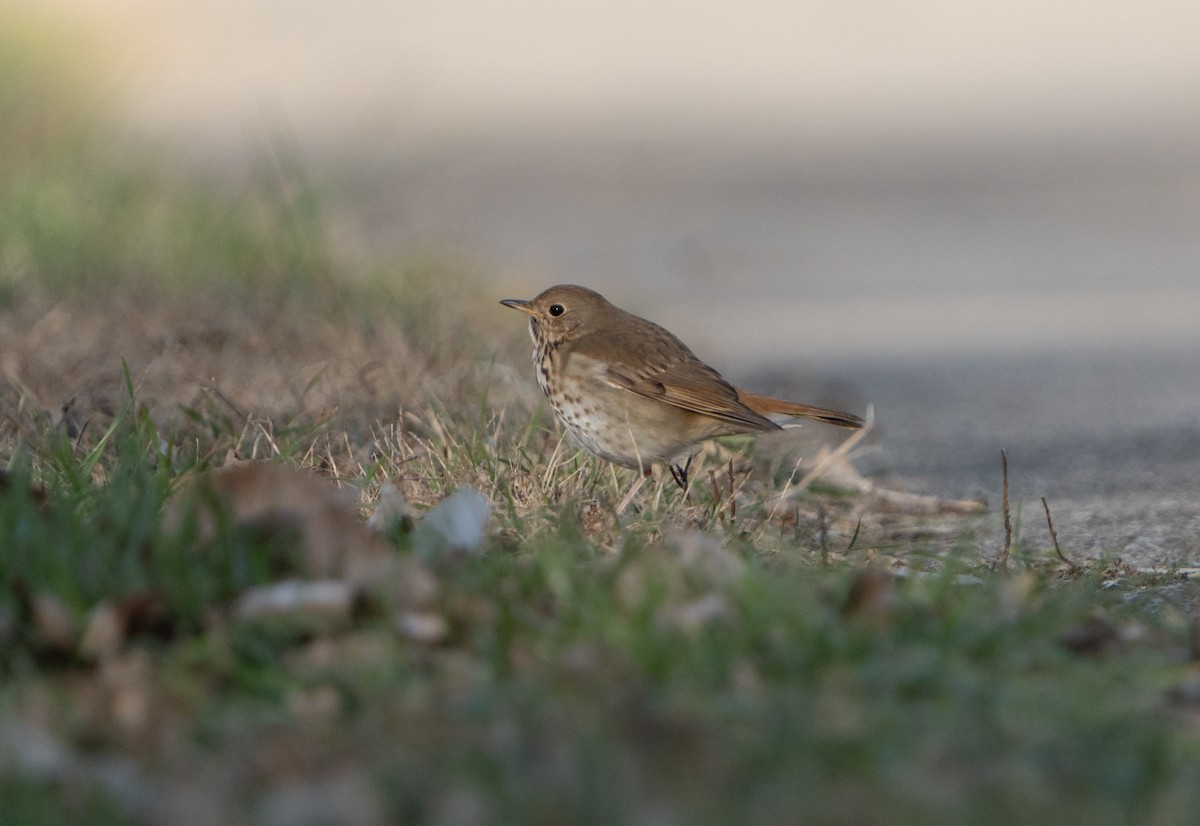 Hermit Thrush - ML627286318