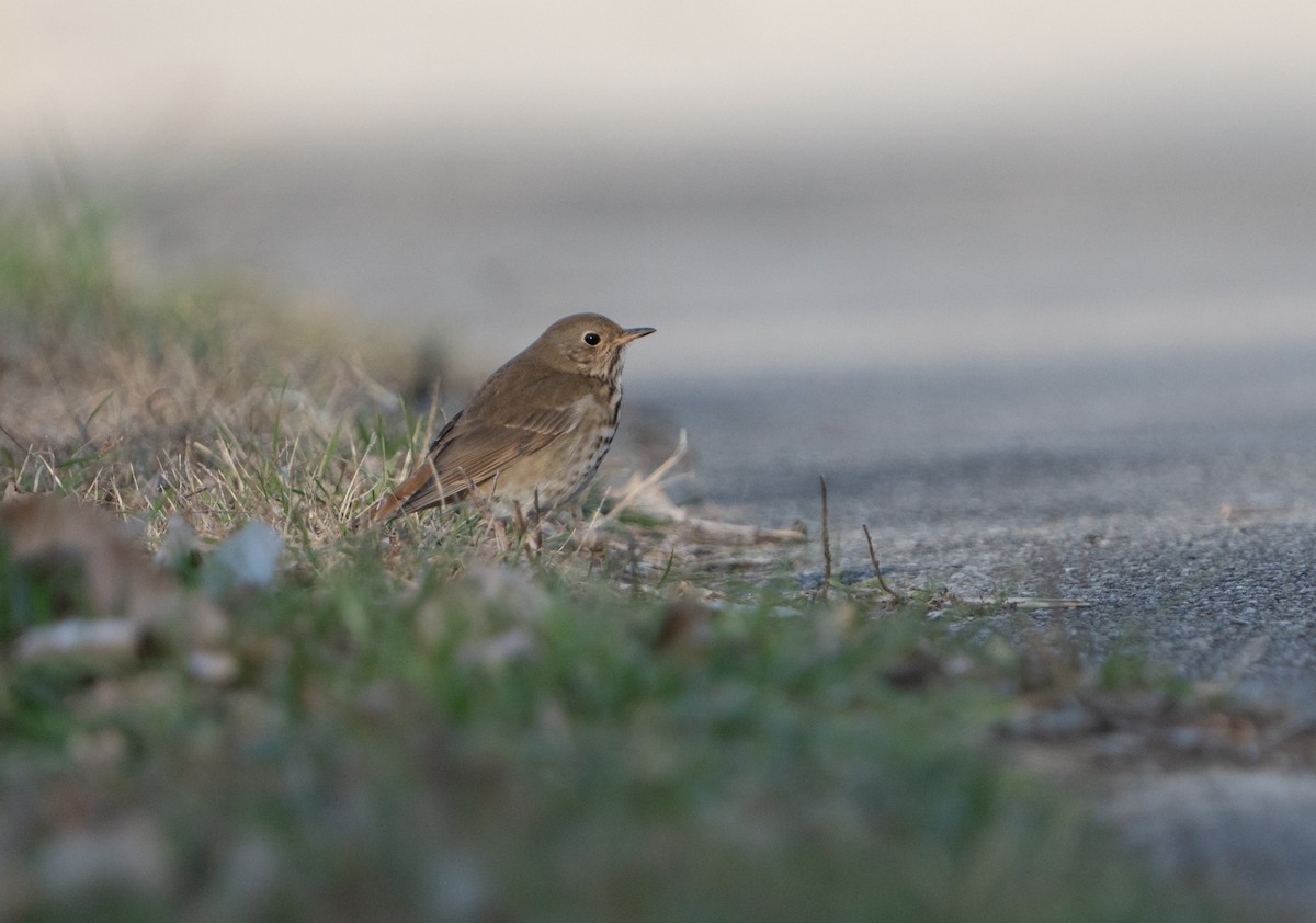 Hermit Thrush - ML627286319