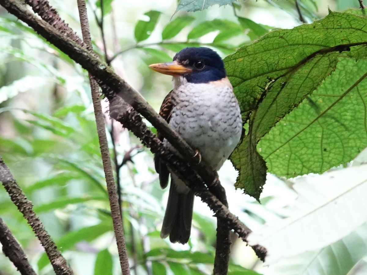 Scaly-breasted Kingfisher (Scaly-breasted) - ML627286320