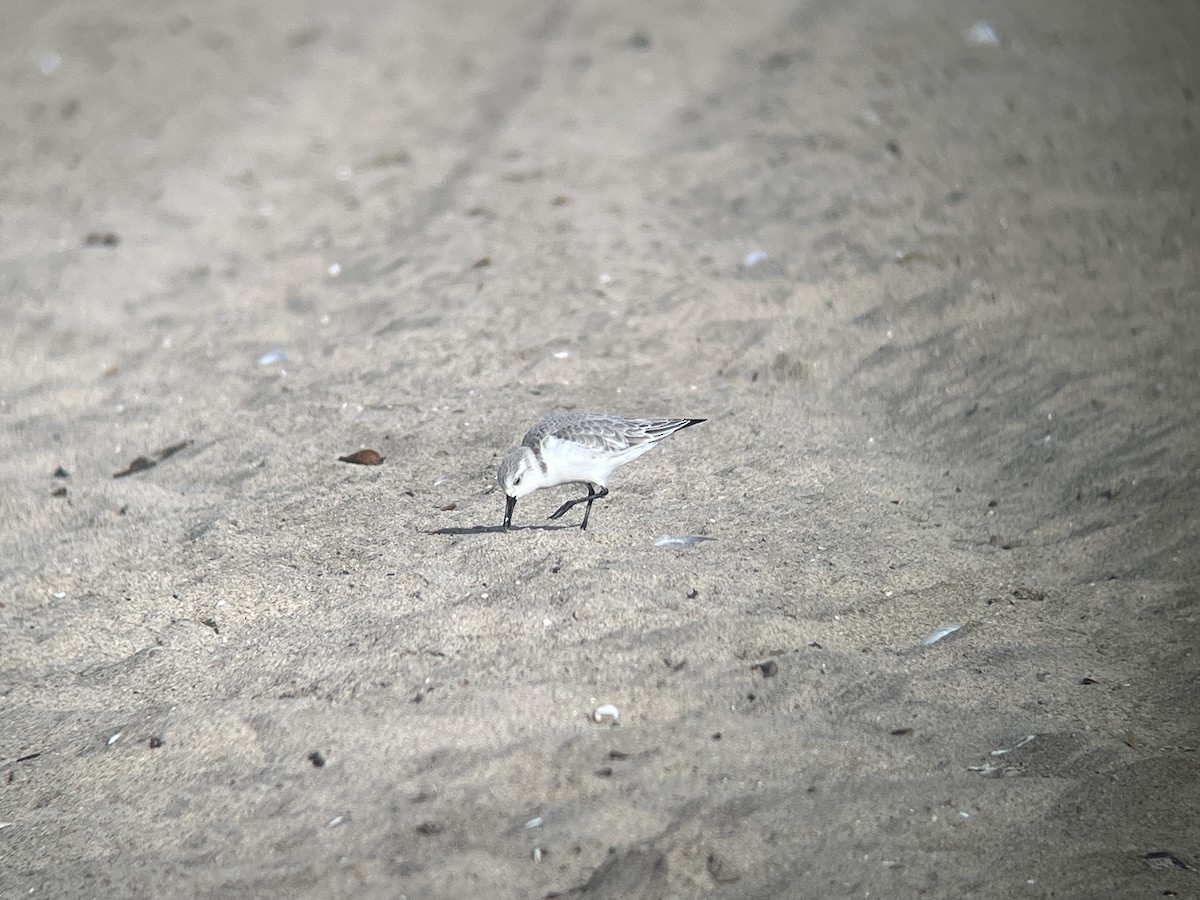Sanderling - ML627286357