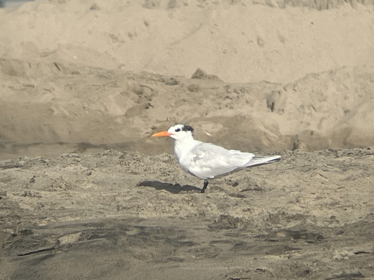 Royal Tern - ML627286387