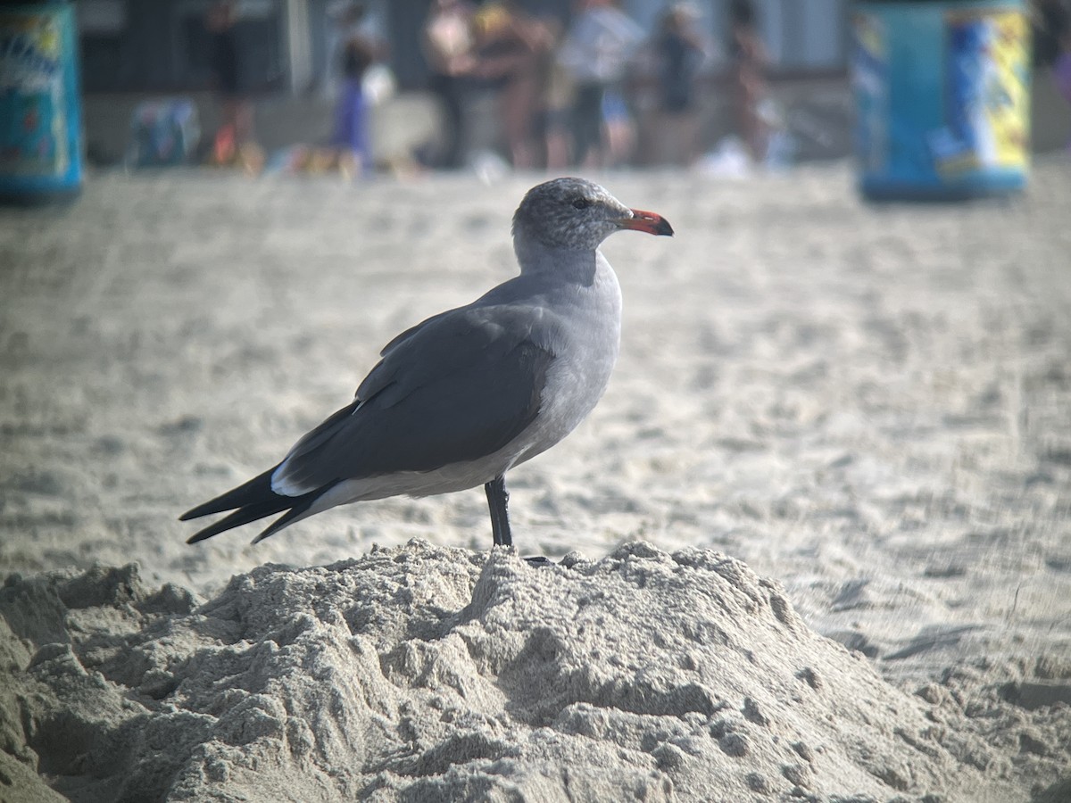 Heermann's Gull - ML627286406