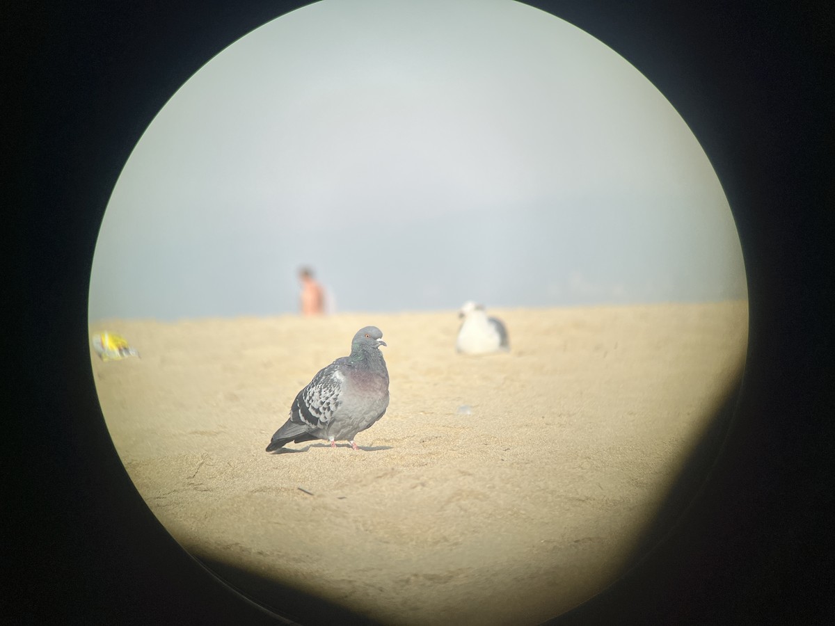 Rock Pigeon (Feral Pigeon) - ML627286418