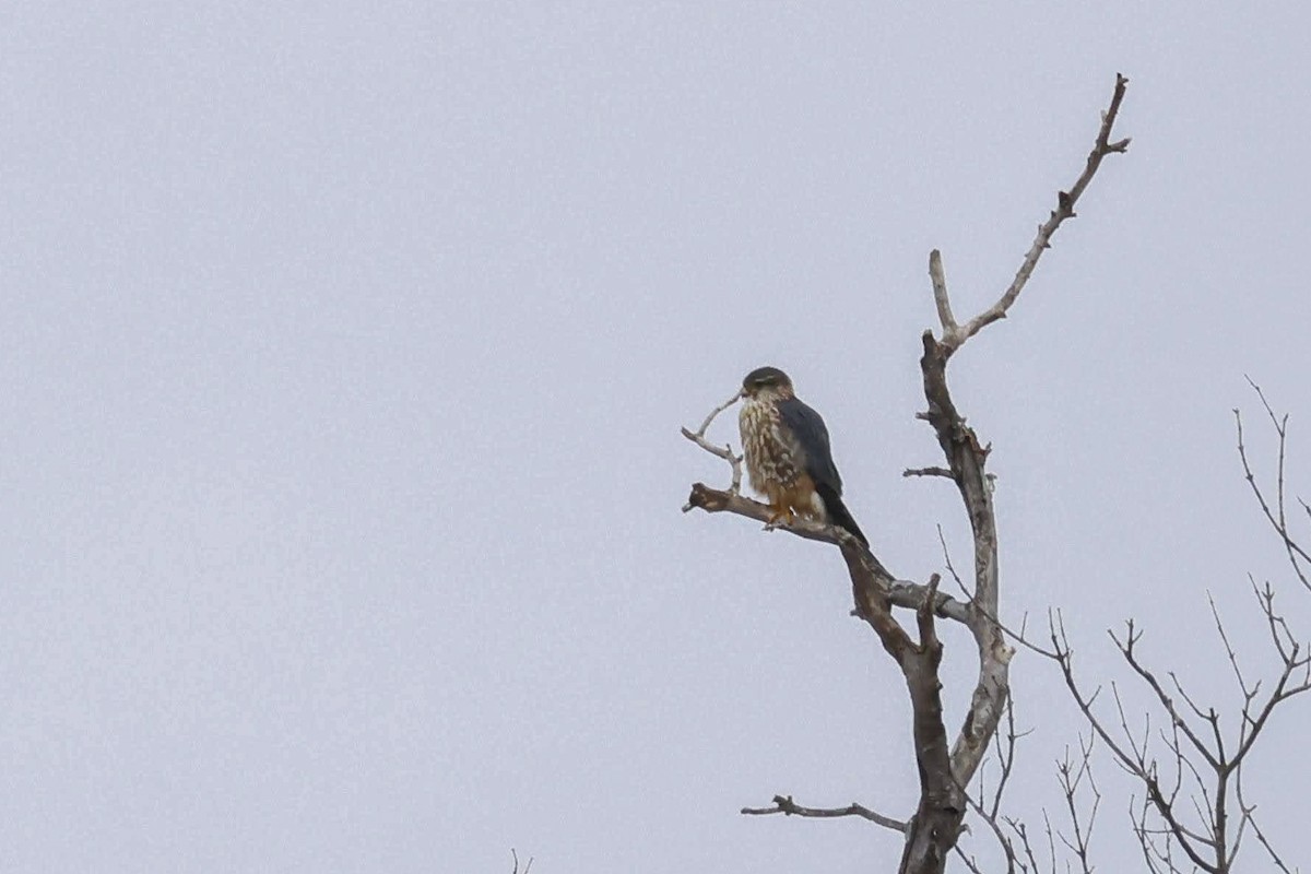 Merlin (Taiga) - ML627286634