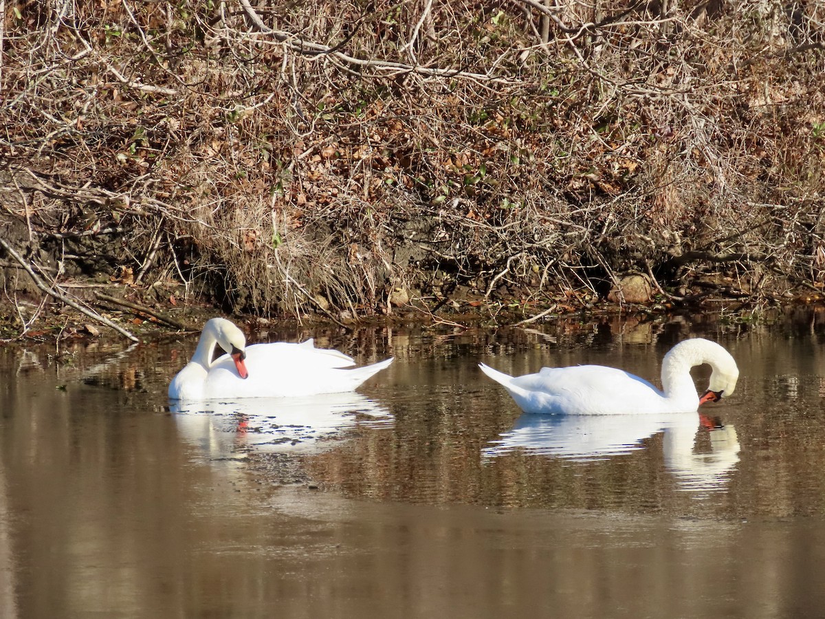 Mute Swan - ML627286662