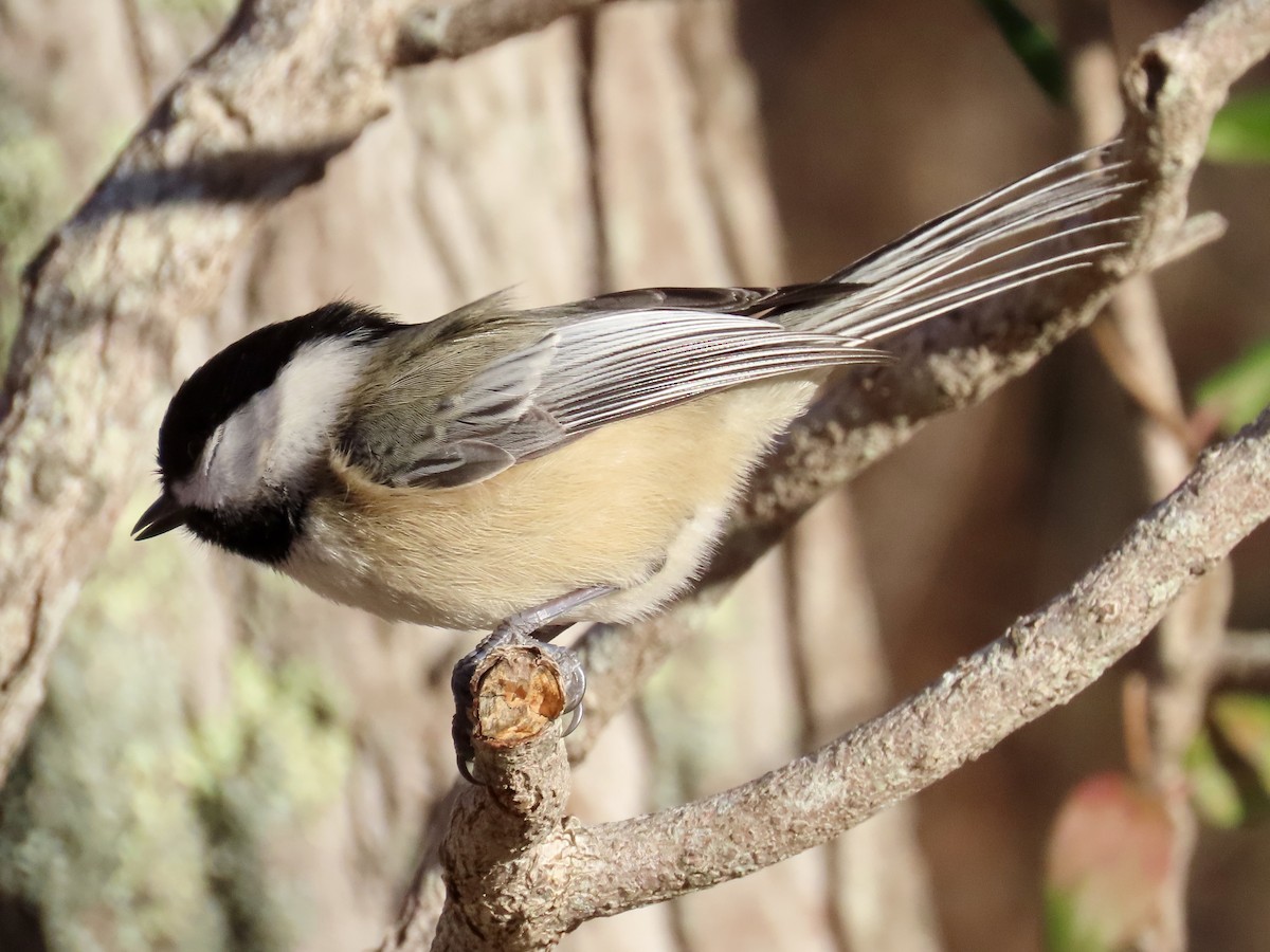 Black-capped Chickadee - ML627286679