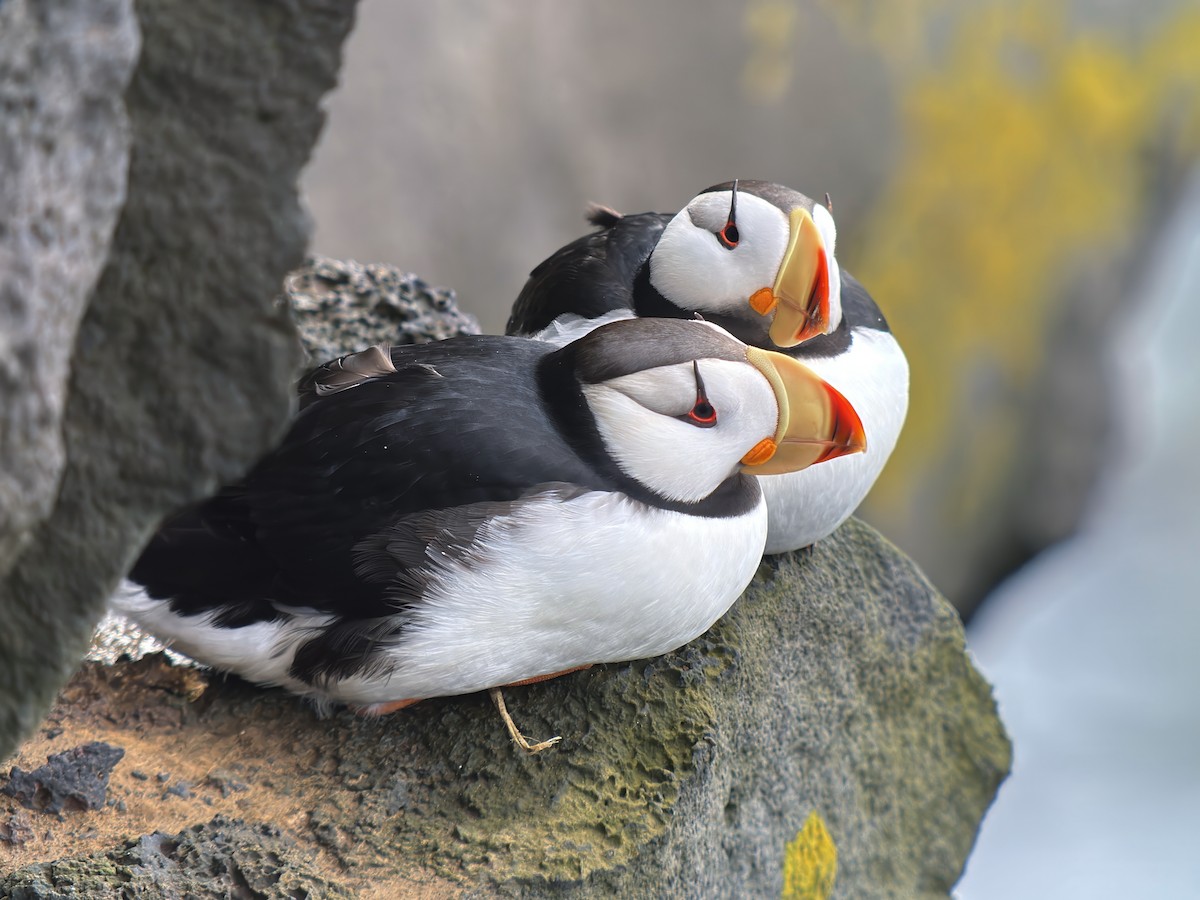 Horned Puffin - ML627286691