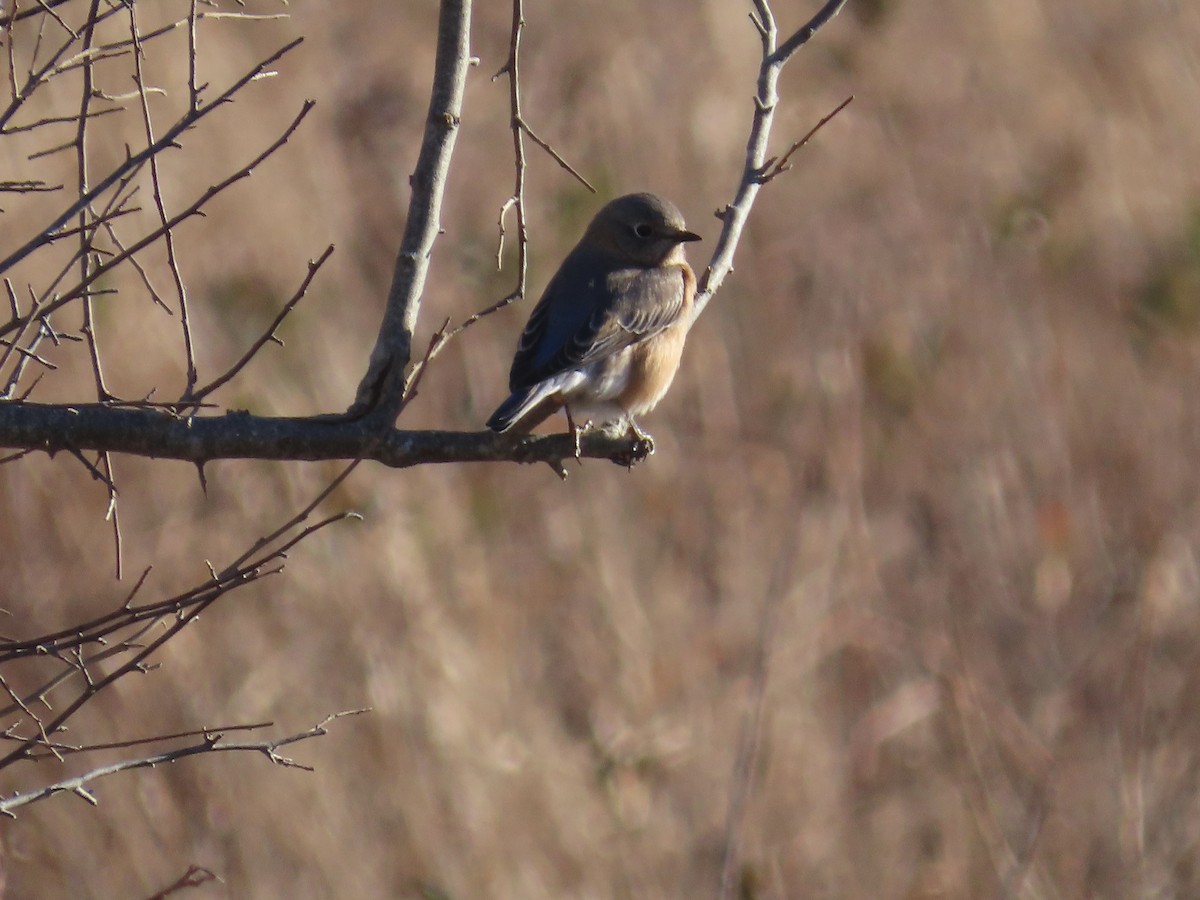 Eastern Bluebird - ML627286694