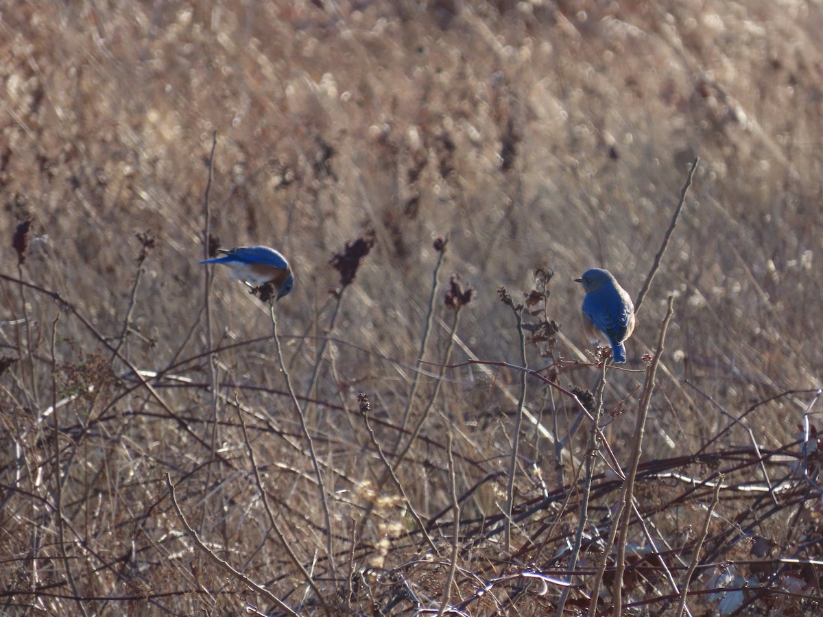 Eastern Bluebird - ML627286695
