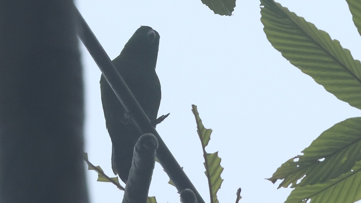Dusky-billed Parrotlet - ML627286868