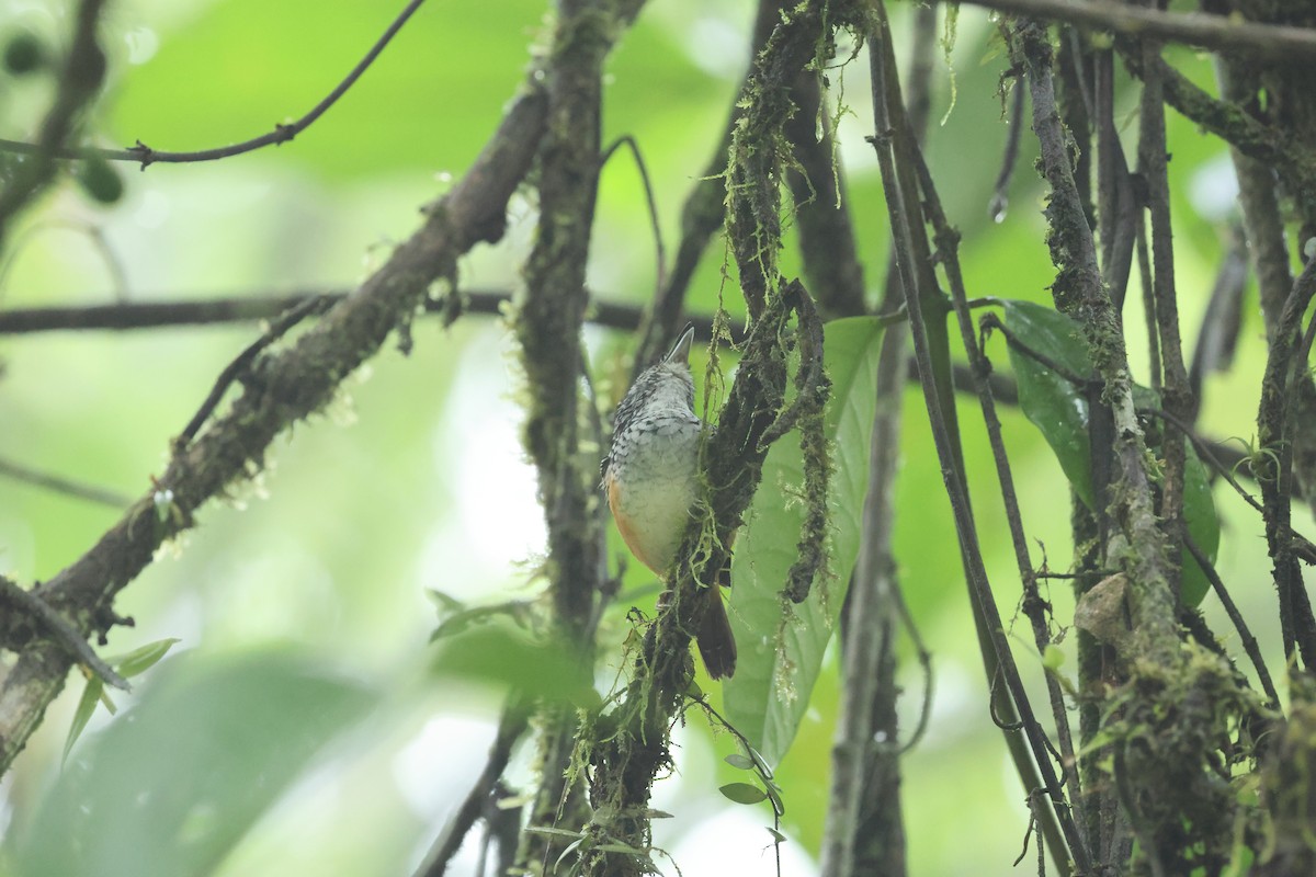 Peruvian Warbling-Antbird - ML627286902