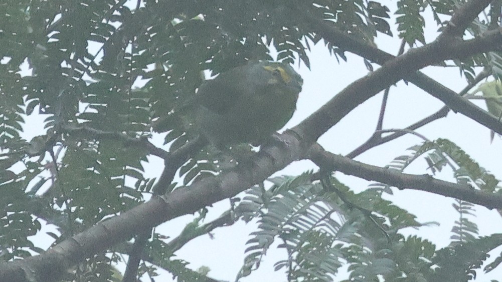 Slaty-capped Shrike-Vireo - ML627286966