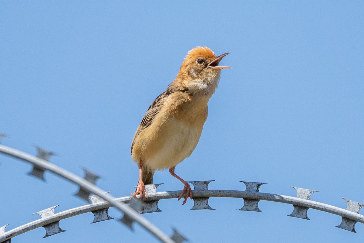 Golden-headed Cisticola - ML627287068