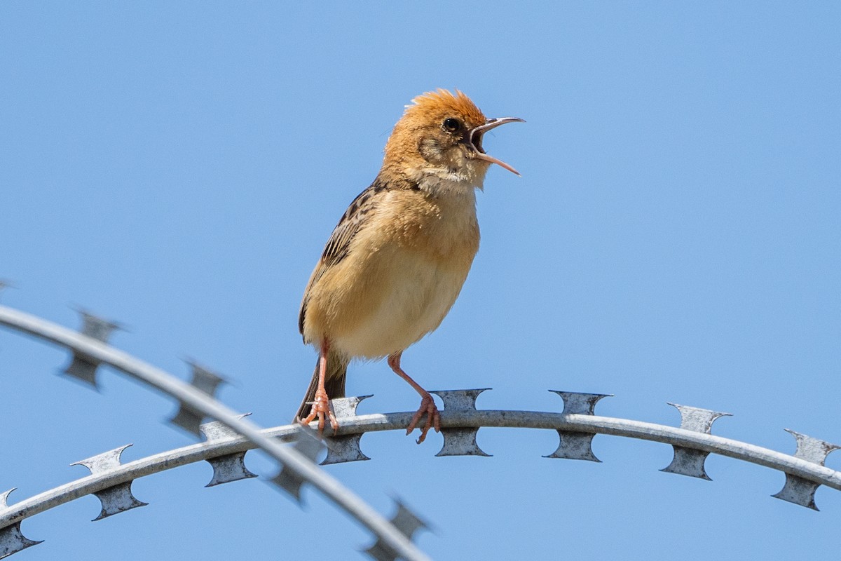 Golden-headed Cisticola - ML627287069