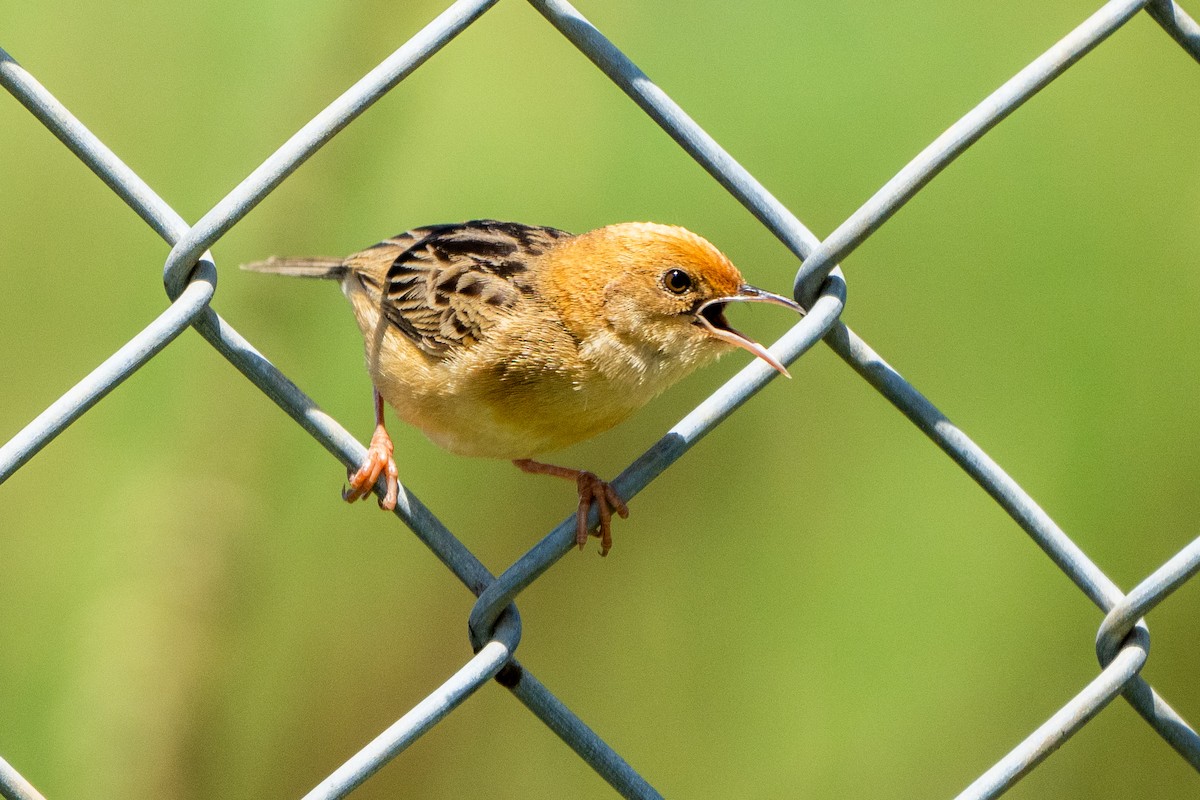 Golden-headed Cisticola - ML627287070