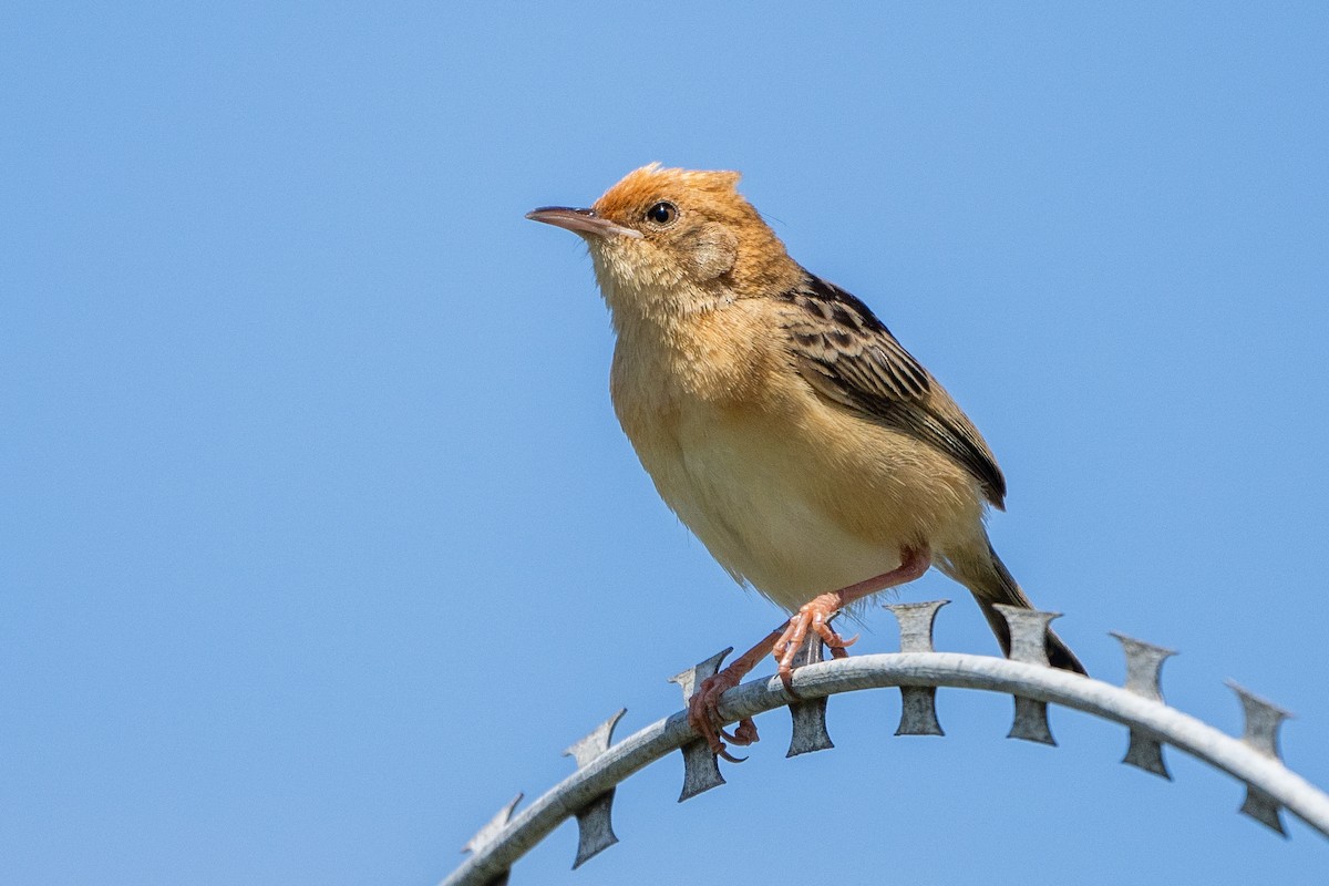 Golden-headed Cisticola - ML627287071