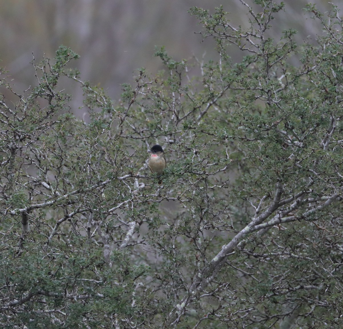 Бекард великий - ML627287104