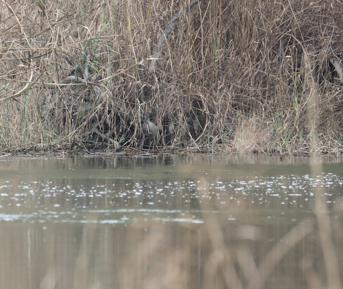 Bare-throated Tiger-Heron - ML627287129