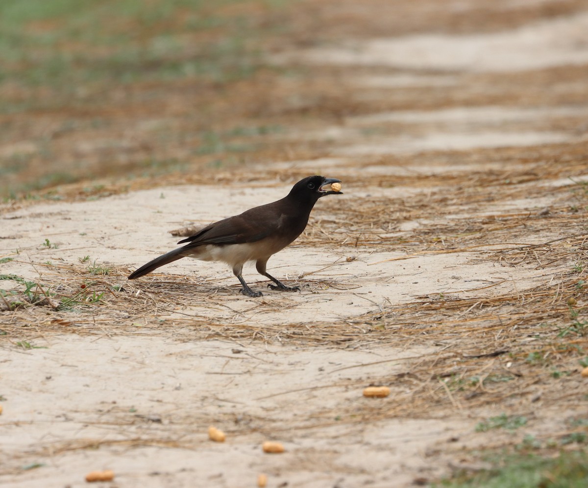 Пая бура - ML627287137