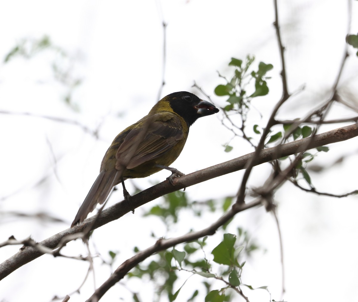 Кардинал мексиканський - ML627287157