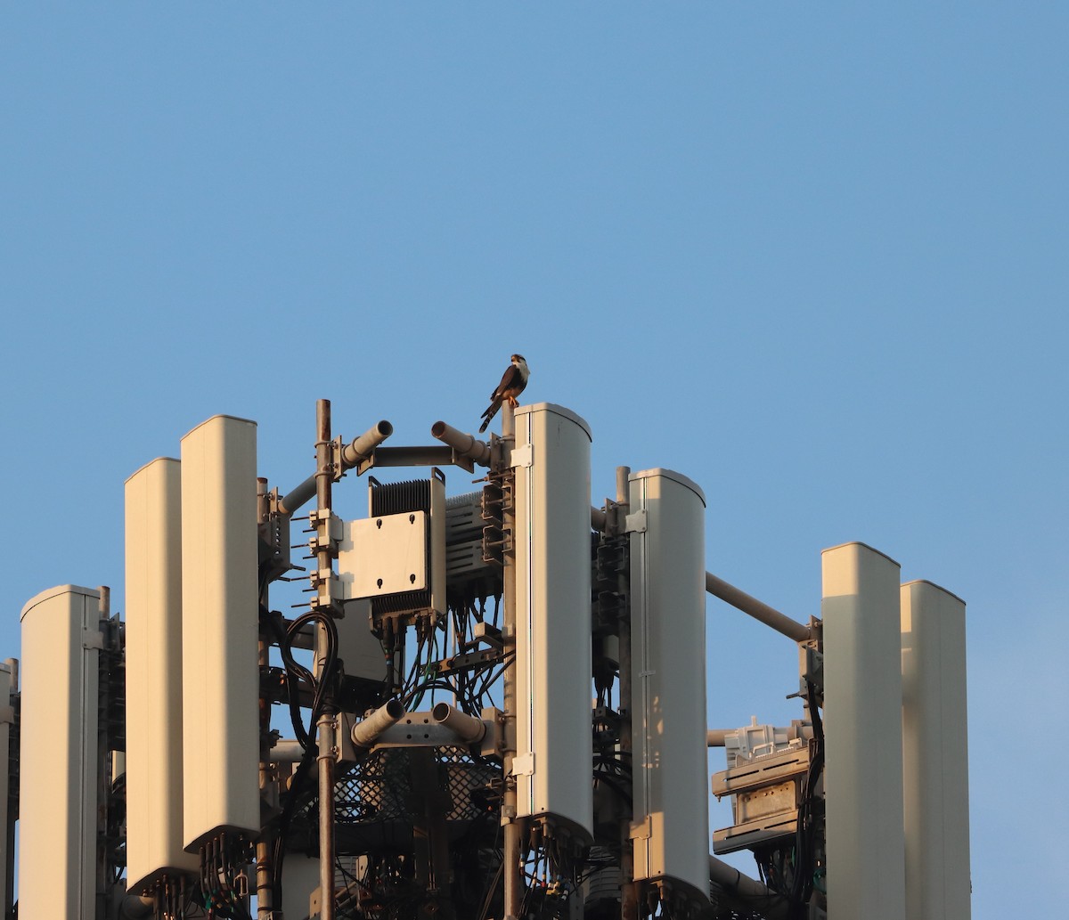 Сокіл мексиканський - ML627287182